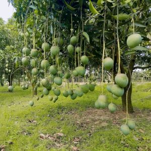 বারি ৪ আম ১২ কেজি