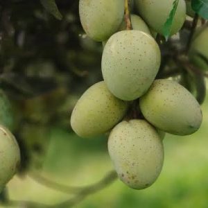 গৌরমতি আম ২৪ কেজি